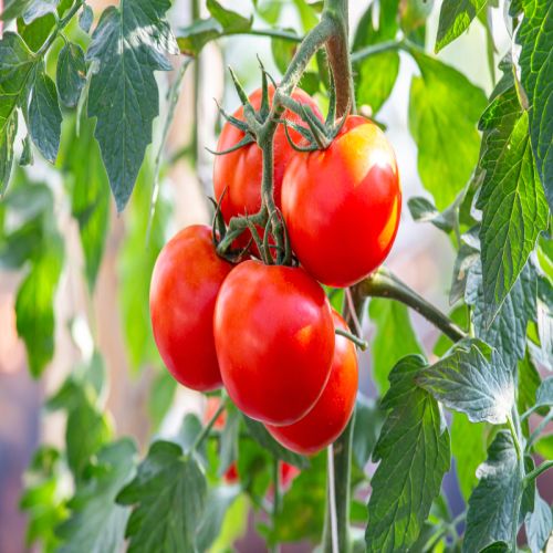 Global Tomatoes sourcing and B2B commodity supply