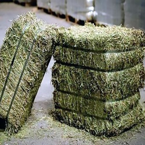 Global Alfalfa Hay sourcing and B2B commodity supply