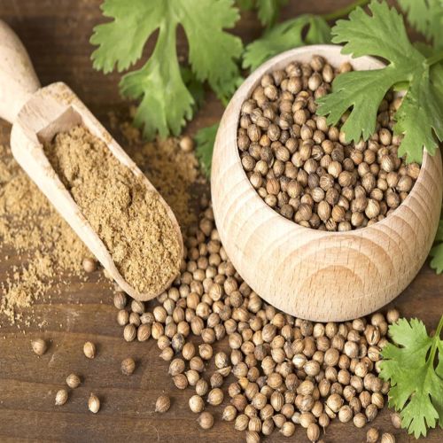 Global Coriander Seeds sourcing and B2B commodity supply