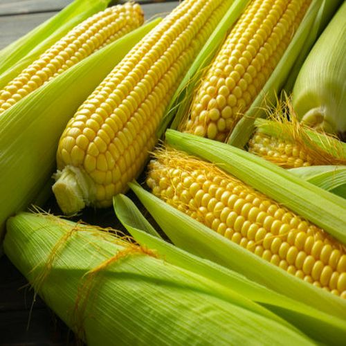 Global Corn DDGS sourcing and B2B commodity supply