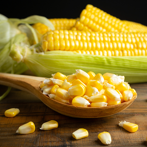 Global Yellow Maize (Corn) sourcing and B2B commodity supply